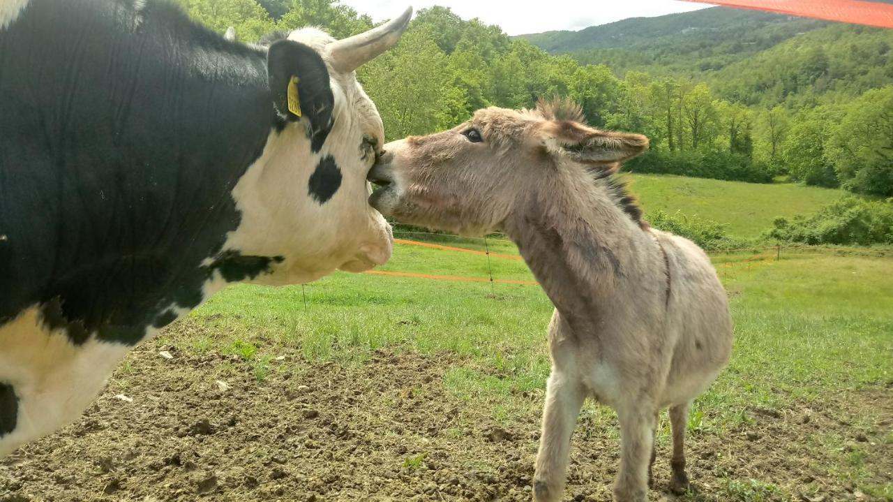 הוילה Monte Castello di Vibio Campo Al Vento - Country Farm מראה חיצוני תמונה